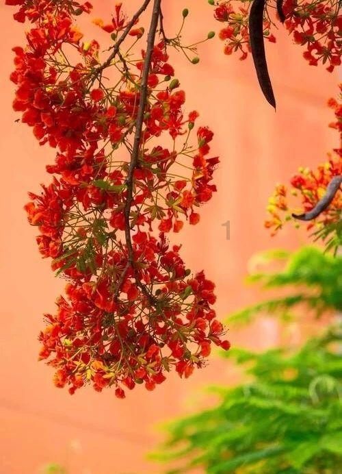 逃离森林边缘
